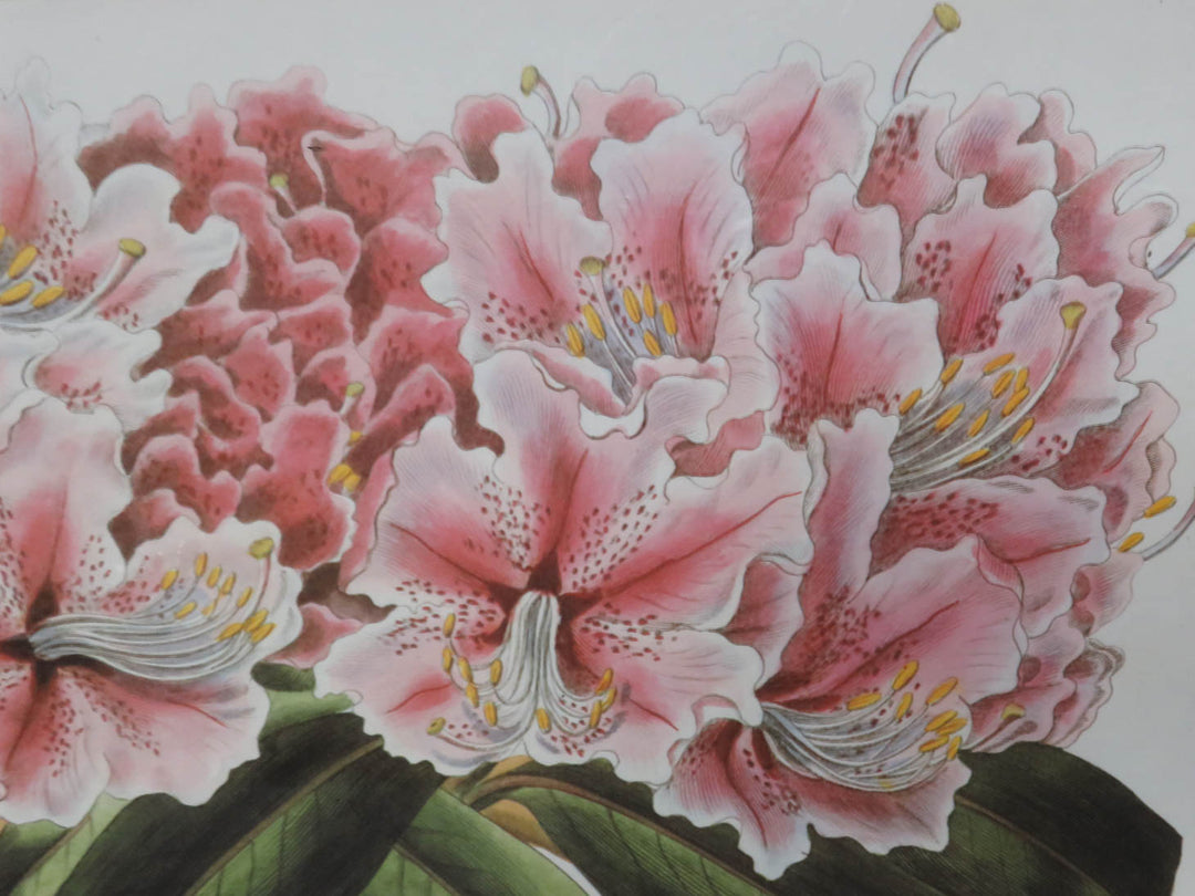 Rhododendron Flowers Print
