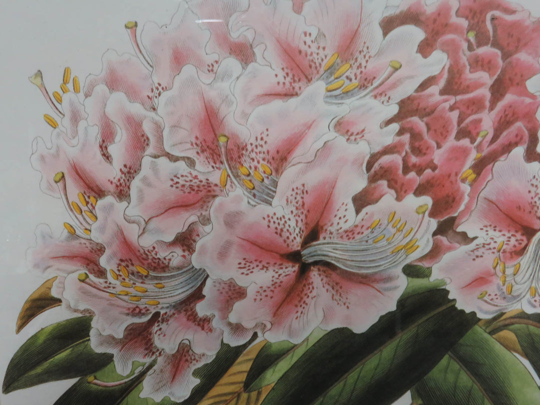 Rhododendron Flowers Print