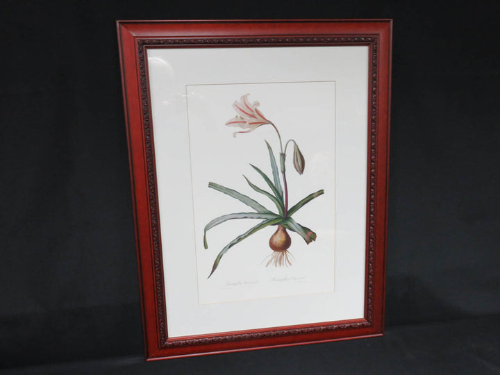 Amaryllis Flower Print