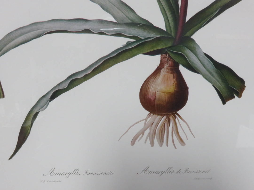 Amaryllis Flower Print