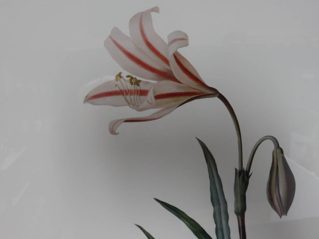 Amaryllis Flower Print
