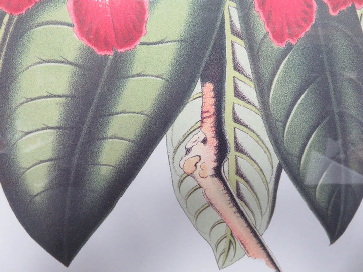 Tropical Pink Flower Print