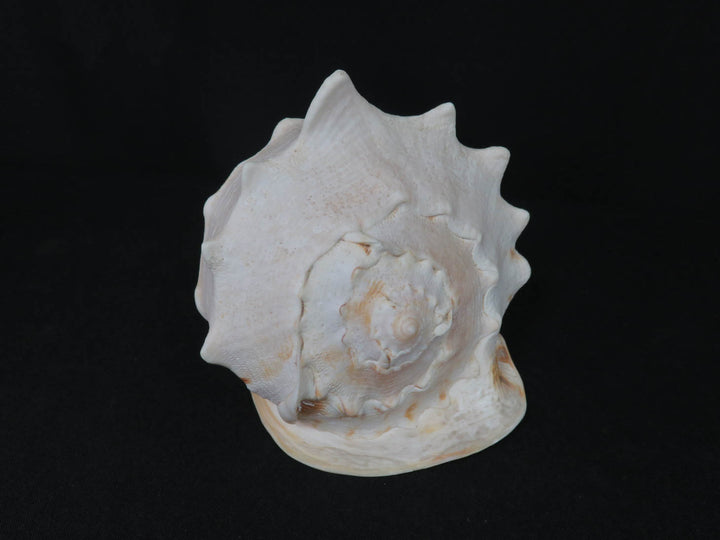 Conch Shell