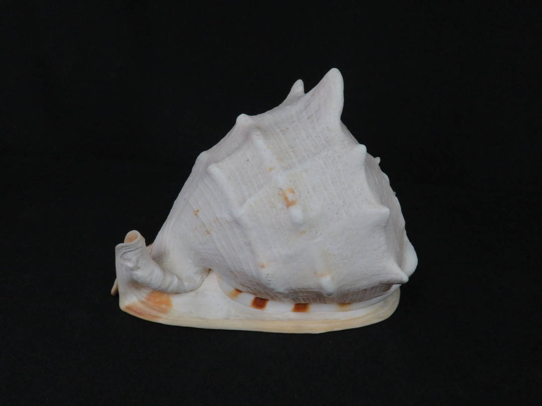 Conch Shell