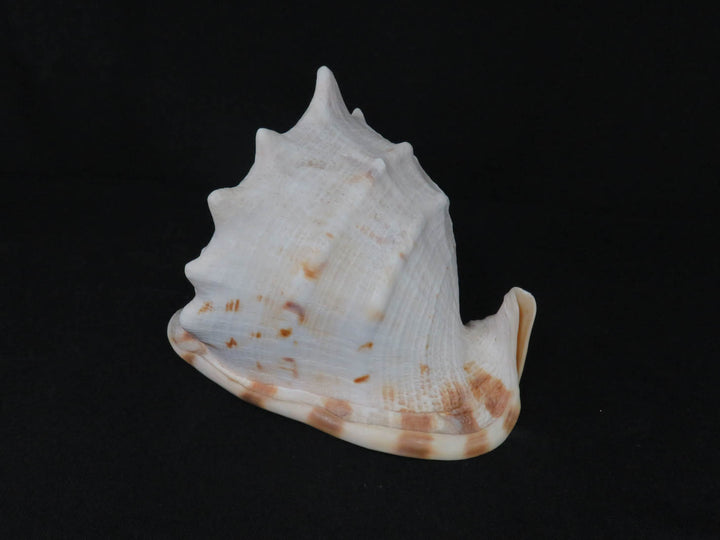 Conch Shell