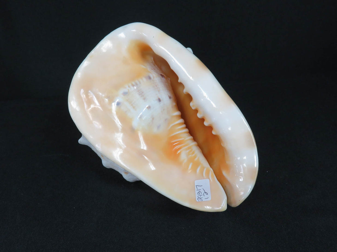Conch Shell
