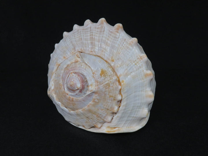 Conch Shell