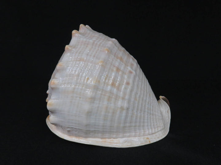 Conch Shell