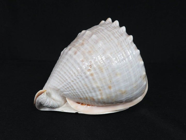 Conch Shell