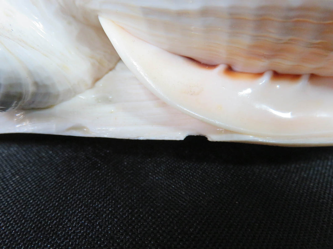 Conch Shell