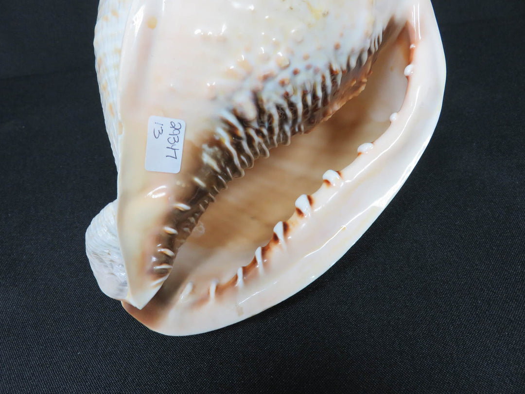 Conch Shell
