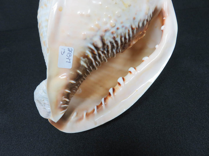Conch Shell