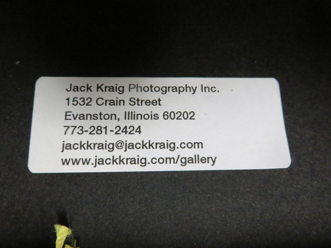 Popsicles Photograph on Canvas