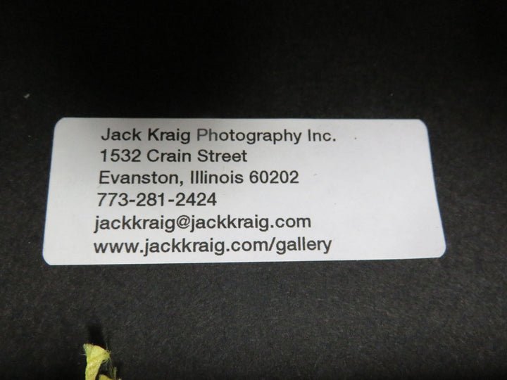 Popsicles Photograph on Canvas