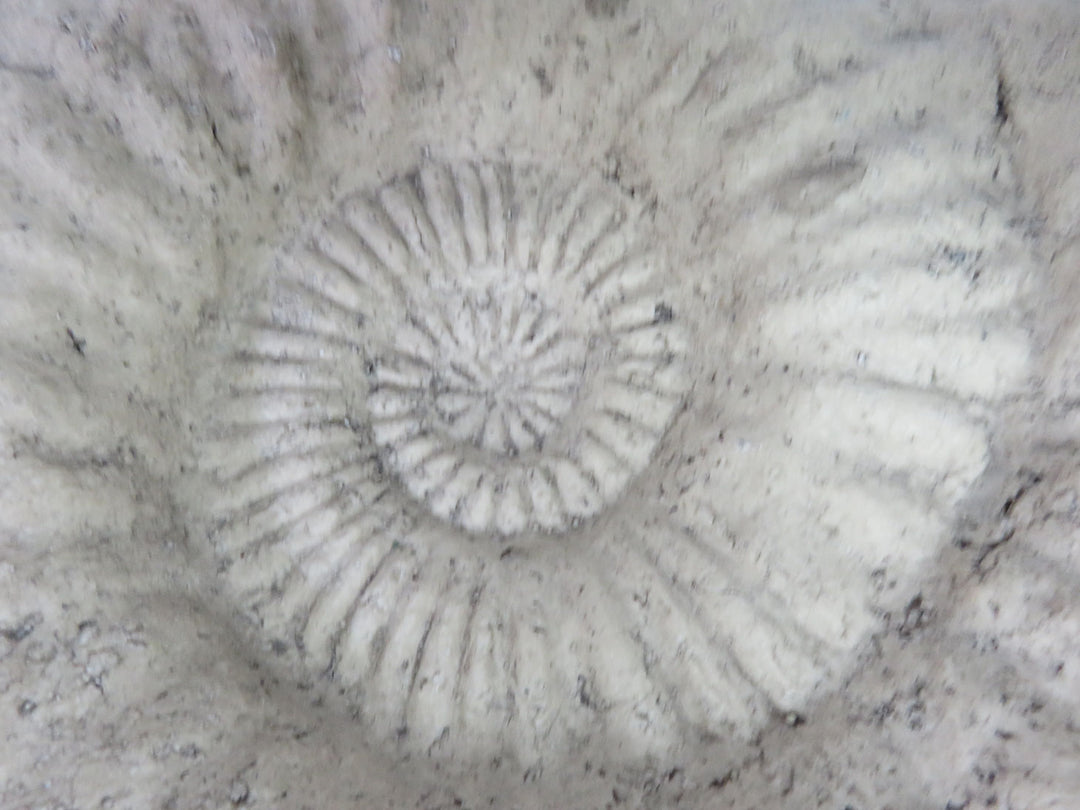 Ethan Allen Ammonite Sculpture