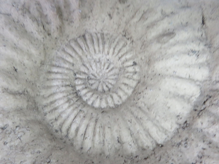 Ethan Allen Ammonite Sculpture
