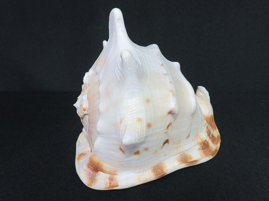 Large Sea Snail Shell