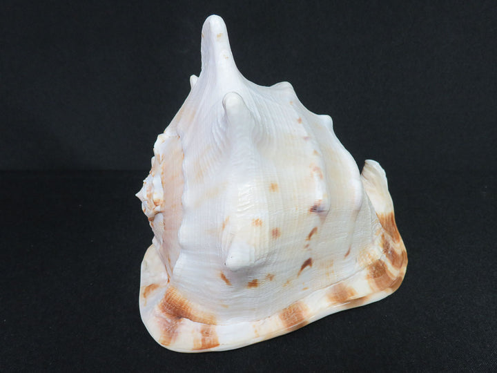 Large Sea Snail Shell