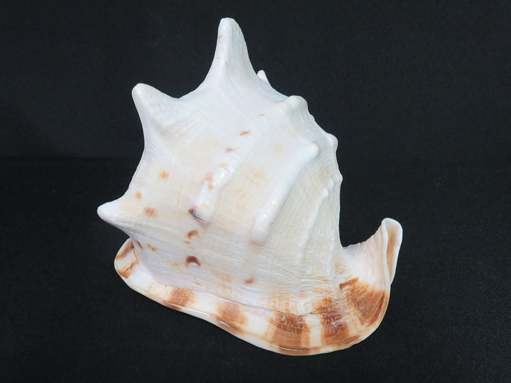 Large Sea Snail Shell