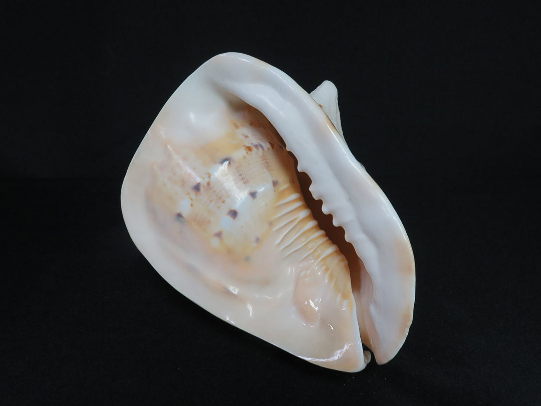 Large Sea Snail Shell