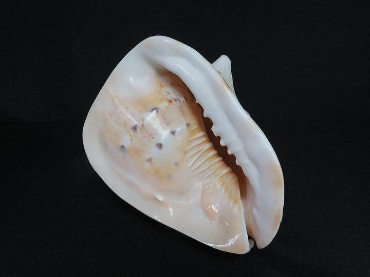 Large Sea Snail Shell