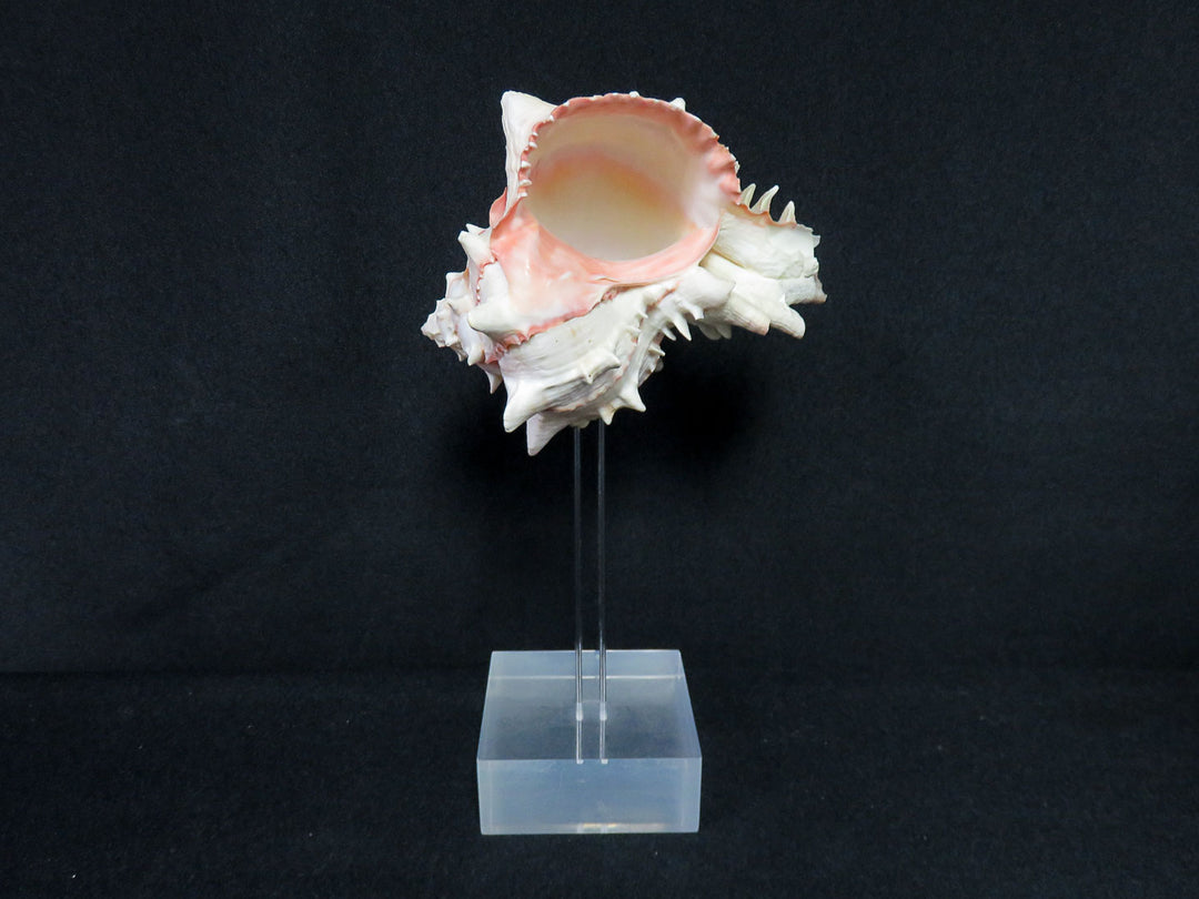 Mounted Shell Sculpture