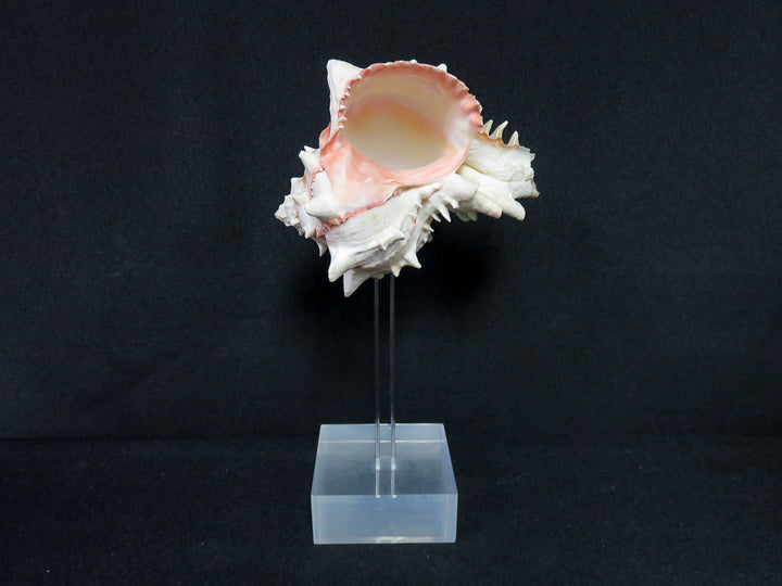 Mounted Shell Sculpture