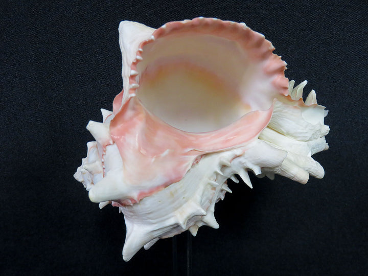 Mounted Shell Sculpture