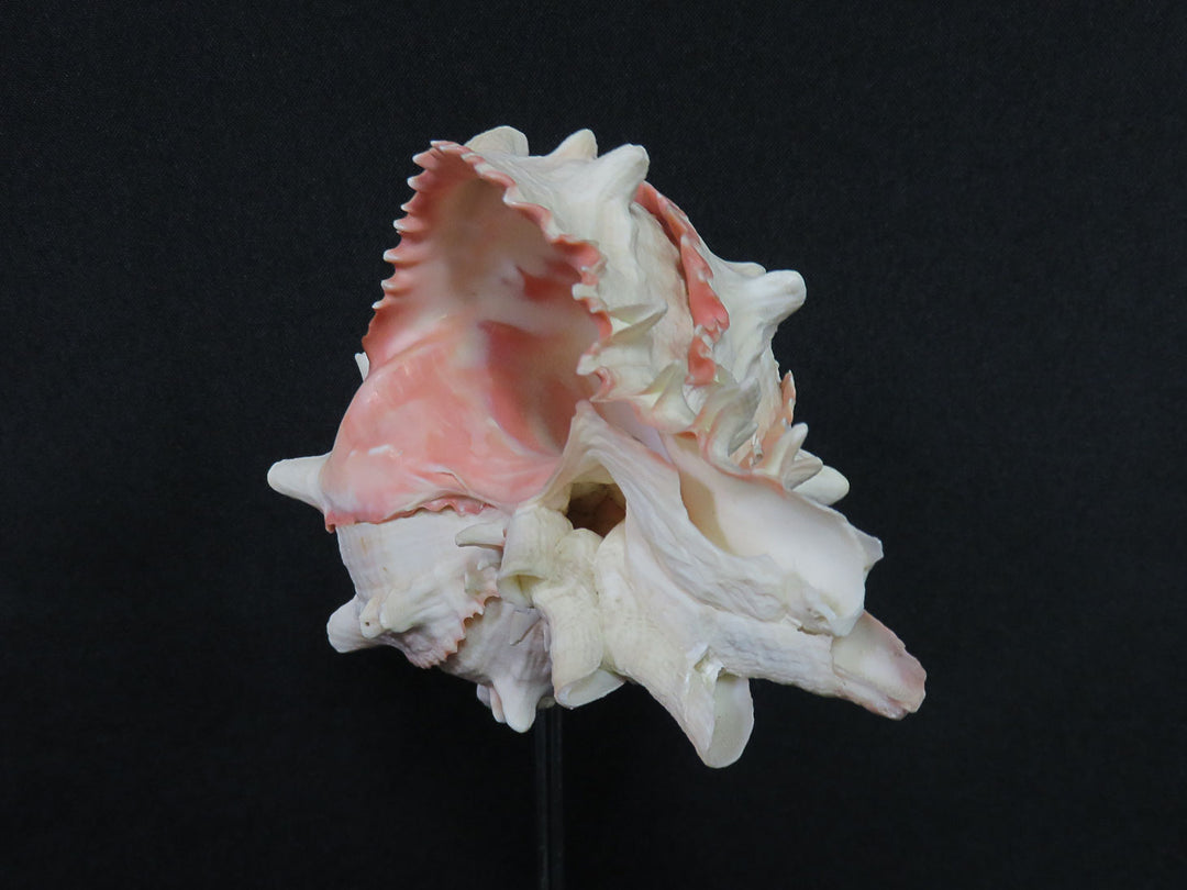 Mounted Shell Sculpture