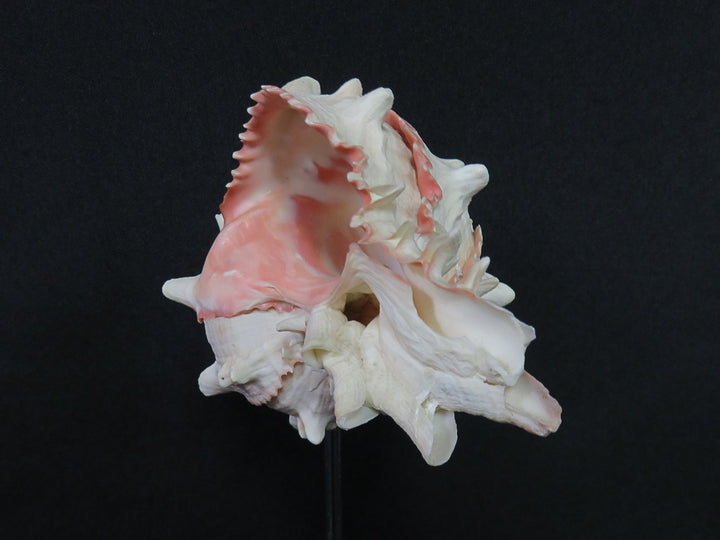 Mounted Shell Sculpture