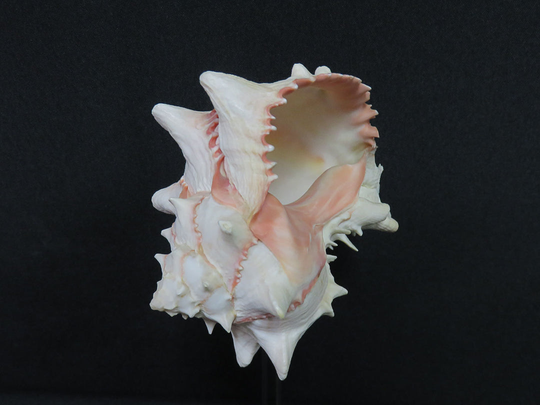 Mounted Shell Sculpture