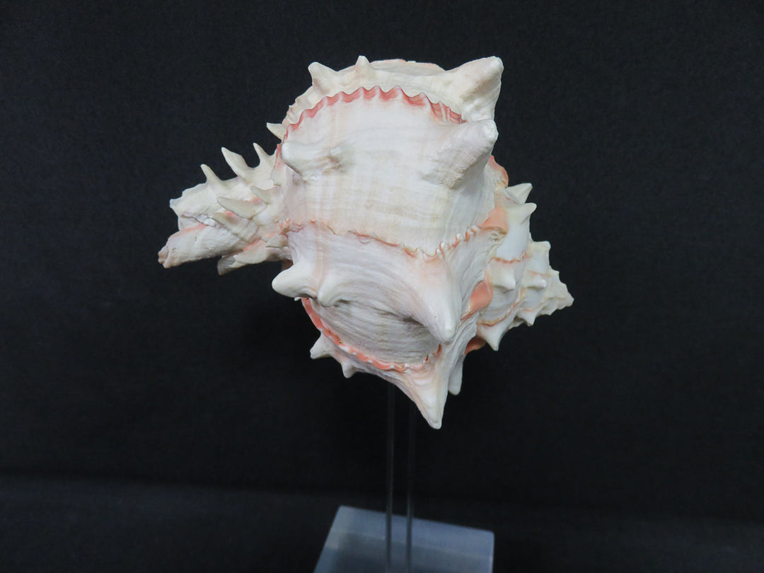Mounted Shell Sculpture