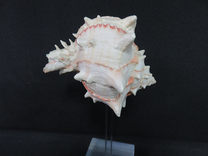 Mounted Shell Sculpture