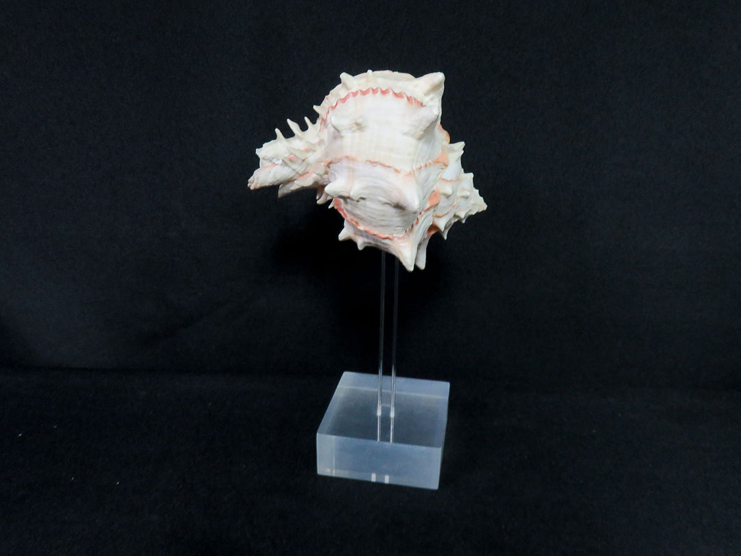 Mounted Shell Sculpture