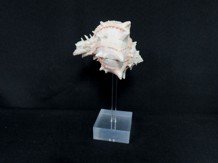 Mounted Shell Sculpture