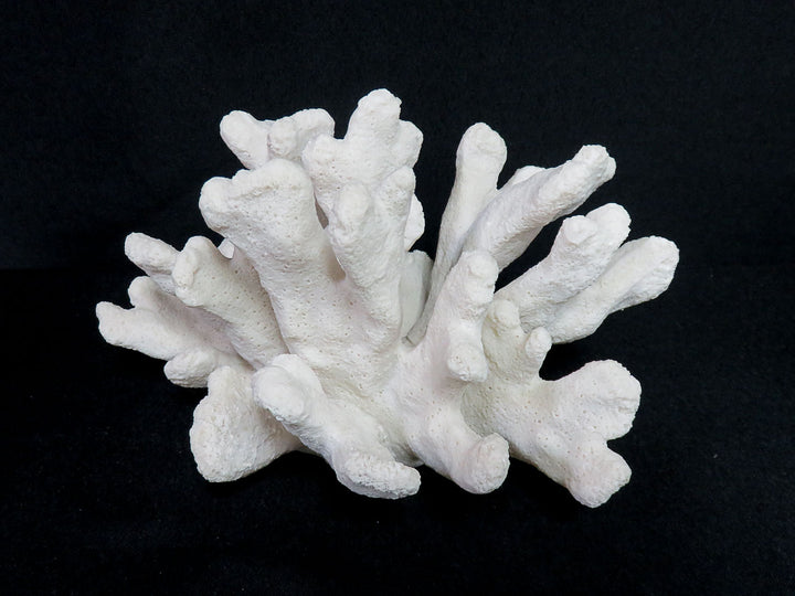Catspaw Cluster Faux Coral