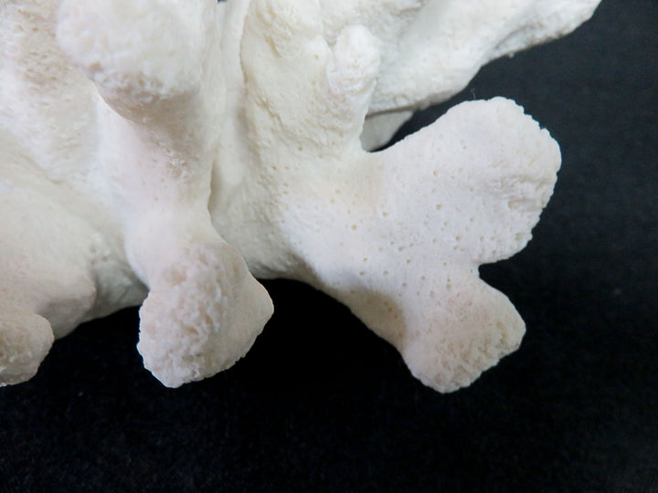 Catspaw Cluster Faux Coral