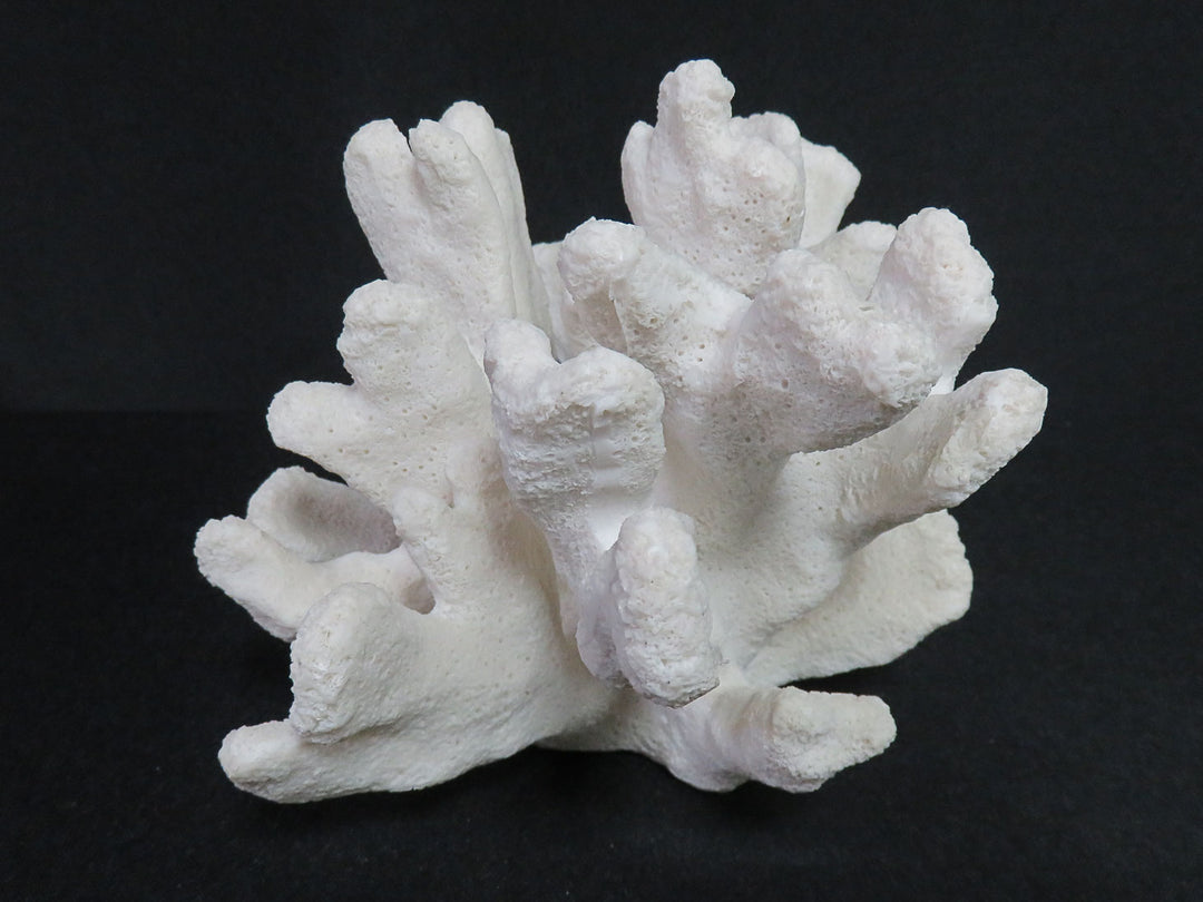 Catspaw Cluster Faux Coral