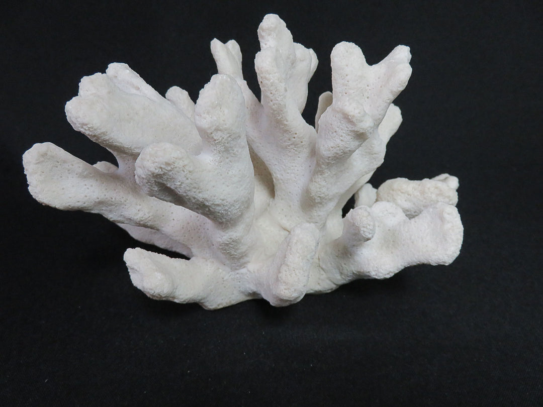 Catspaw Cluster Faux Coral