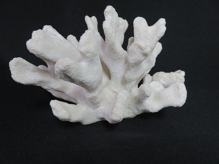 Catspaw Cluster Faux Coral