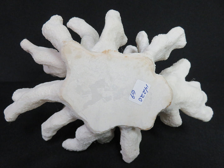 Catspaw Cluster Faux Coral