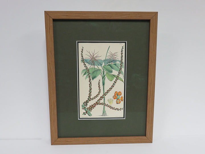 Hand Painted Lithograph with Spindly Date Palm