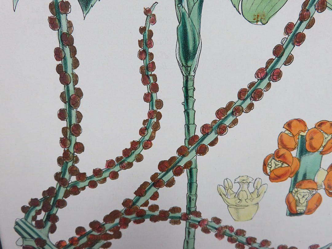 Hand Painted Lithograph with Spindly Date Palm