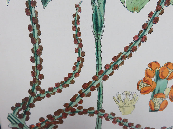 Hand Painted Lithograph with Spindly Date Palm