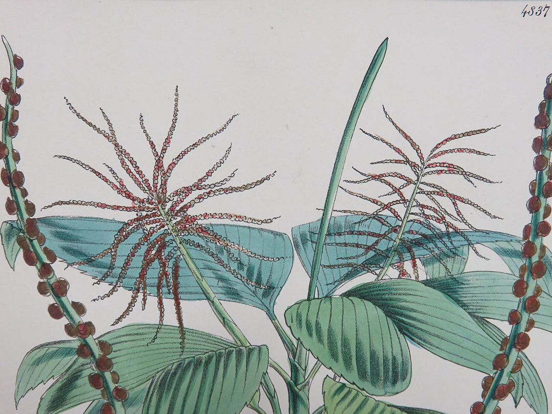 Hand Painted Lithograph with Spindly Date Palm