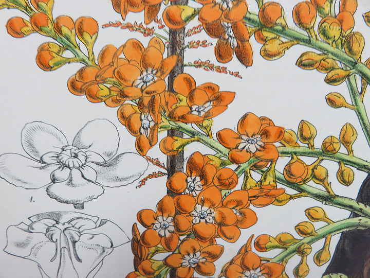 Hand Painted Lithograph with Orange Floral Design