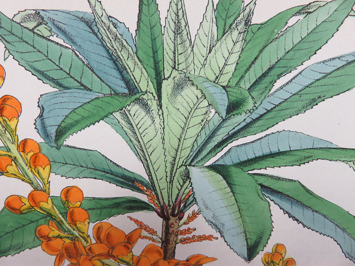 Hand Painted Lithograph with Orange Floral Design