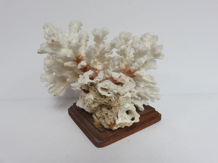 Cauliflower Coral