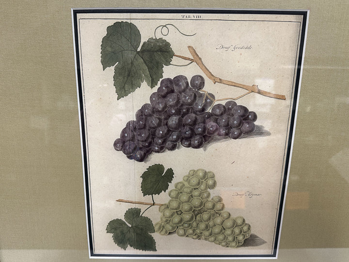 Botanical Grape Print