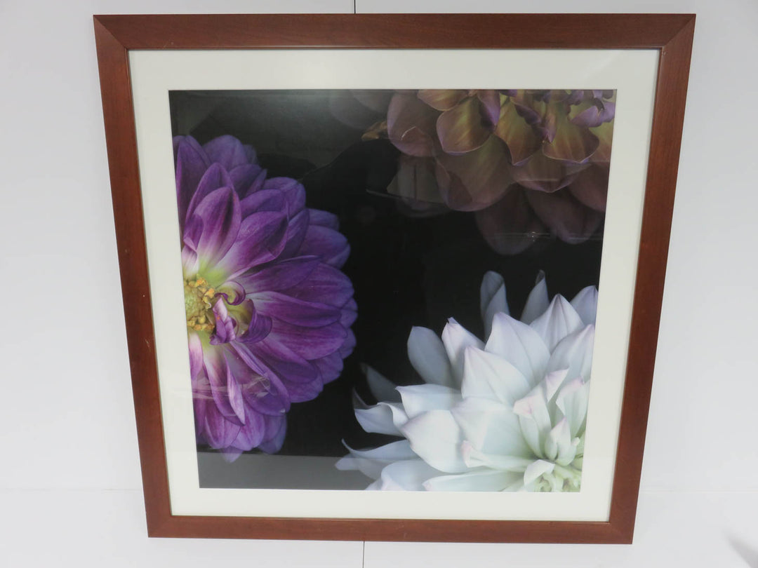 Purple Dahlia II Photograph